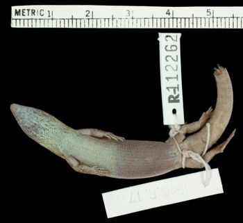 Media type: image;   Herpetology R-112262 Aspect: ventral